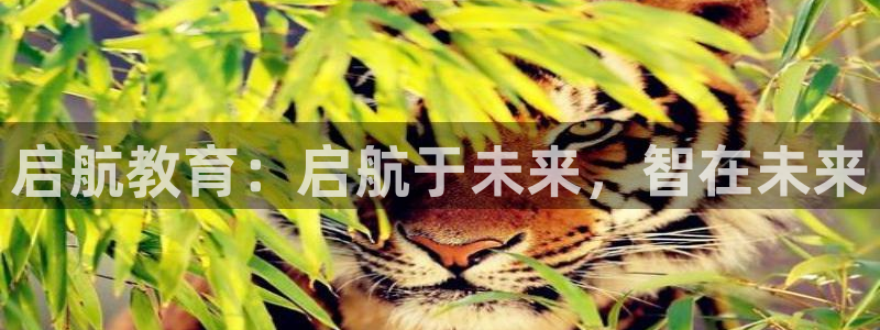 新宝5寂创33300散